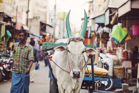 Udaipur, Rajasthan, India, January 31, 2018: Indian cow working on public street market