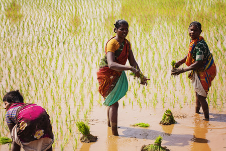 Arunachala in Tiruvannamalai, Tamil Nadu, India, January 30, 2018: women working at paddy fieldのeditorial素材