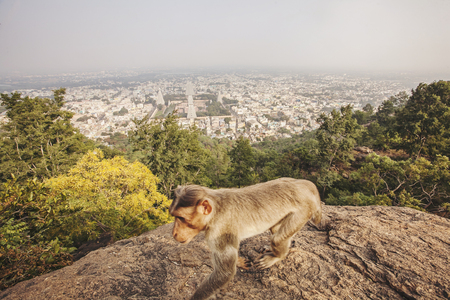 Rhesus Macaque little monkey at Arunachala mountain in Tiruvannamalai, Tamil Nadu, India