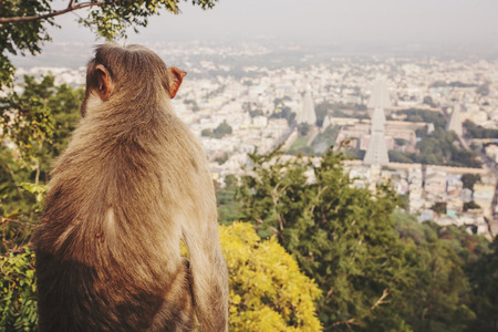 Rhesus Macaque little monkey at Arunachala mountain in Tiruvannamalai, Tamil Nadu, Indiaの写真素材