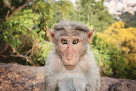 Rhesus Macaque little monkey at Arunachala mountain in Tiruvannamalai, Tamil Nadu, Indiaの写真素材