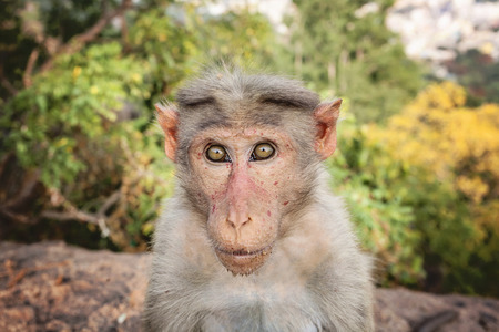 Rhesus Macaque little monkey at Arunachala mountain in Tiruvannamalai, Tamil Nadu, Indiaの写真素材