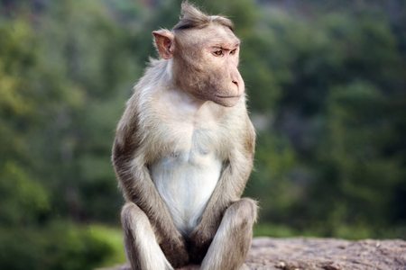Rhesus Macaque little monkey close to Arunachala ashram at Tiruvannamalai, Tamil Nadu, Indiaの写真素材