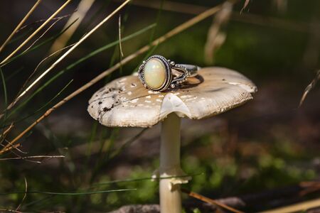 Silver ring with fire opal gemstone on forest mushroom