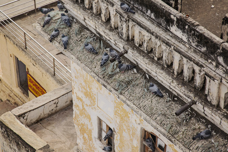 Pushkar, Rajasthan in India, February 13, 2019: Pidgeons by holy lake in Pushkar city viewのeditorial素材