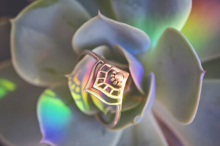 Romantic female silver ring decorated in houseleek plant with rainbow light on it