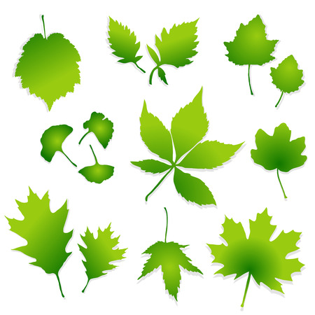 Green leaves vectorのイラスト素材