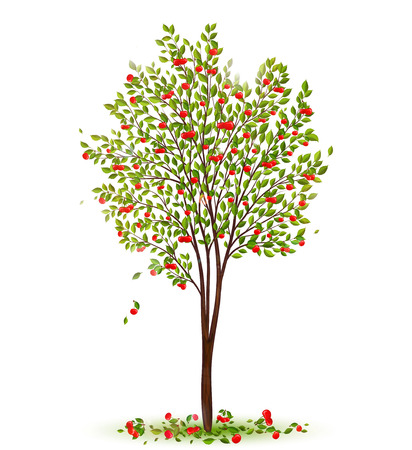 Cherry tree with berries vectorのイラスト素材