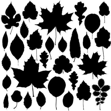 Vector set of leaves silhouetteのイラスト素材