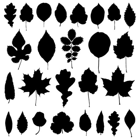 Vector set of black leaves silhouetteのイラスト素材