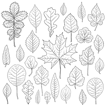 Vector set of leaves silhouetteのイラスト素材