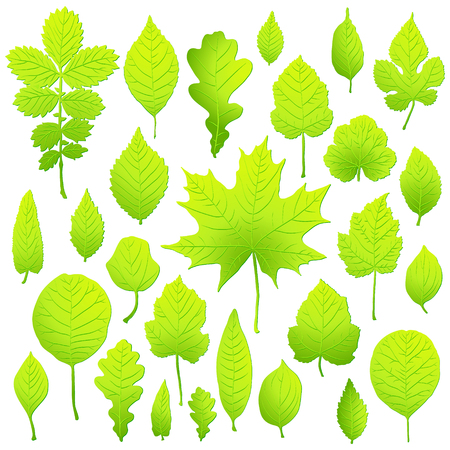 set of green leaves isolated on white background vectorのイラスト素材