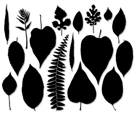 Vector set of black leaves silhouetteのイラスト素材