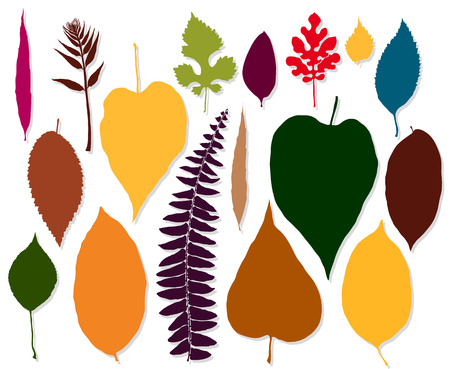 Autumn leaves on white background vectorのイラスト素材