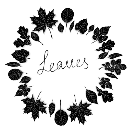 Vector set of leaves silhouette on white backgroundのイラスト素材