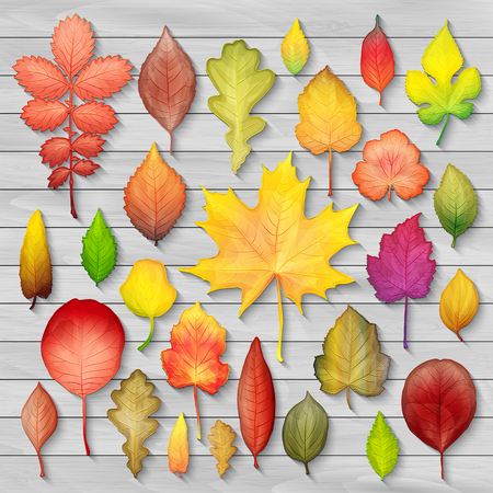 Colorful autumn leaves set on wooden background vectorのイラスト素材
