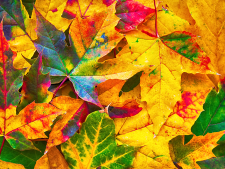 Colorful autumn leaves nature background