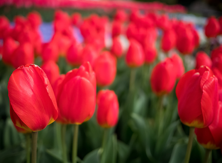 Red tulips field nature backgroundの写真素材