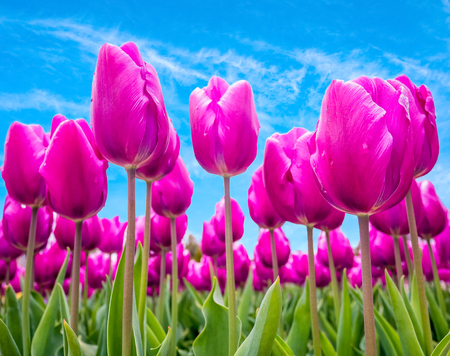 Field of pink tulips over the blue sky nature backgroundの写真素材