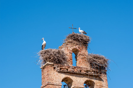 Two storks in nests on old church bell towerの写真素材
