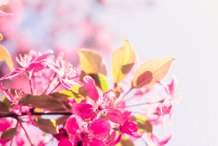 Spring nature background with cherry blossomの写真素材