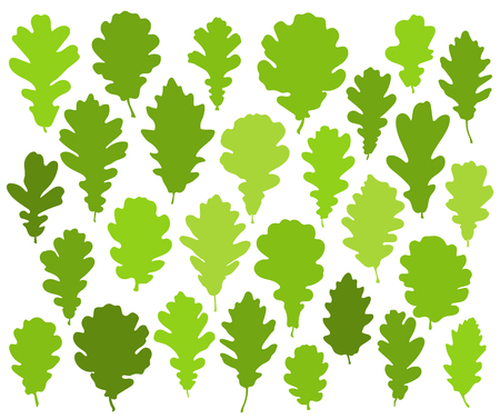 Green oak leaves set isolated on white background vectorのイラスト素材