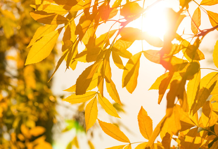 Autumn nature background with golden leaves in sunny day