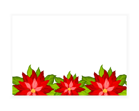 Blank card with poinsettia flowers vectorのイラスト素材
