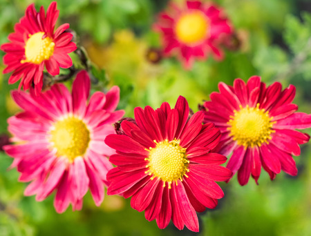 Red gerbera daisy flowers in gardenの写真素材
