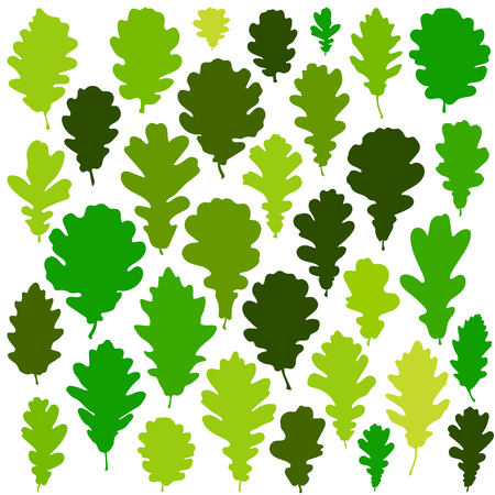 Green oak leaves set isolated on white background. Vector illustrationのイラスト素材