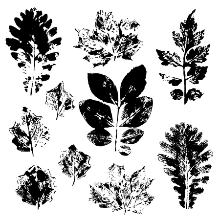 Leaves imprints set isolated on white background. Vector illustrationのイラスト素材
