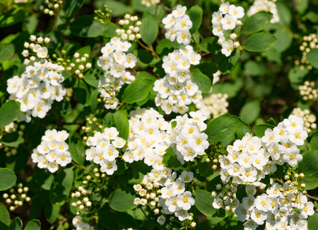 Spring or summer nature background with blooming plants