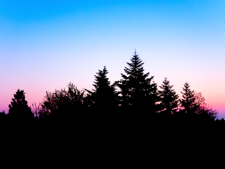 Coniferous trees silhouette at sunrise