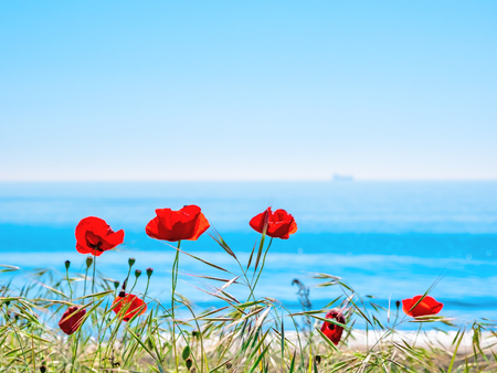 Red poppies on the sea backgroundの写真素材