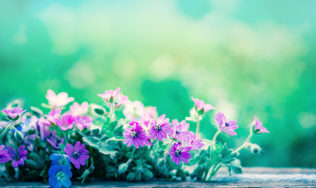 Spring wild meadow flowers ans blurred blue background sky with bokeh, macro, soft focusの写真素材