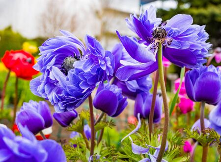 Purple fresh anemone flowers backgroundの写真素材