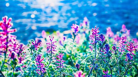Abstract nature background with grass, flowers and bokehの写真素材