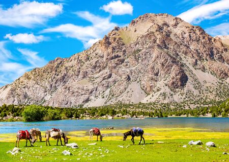 Donkeys graze near the mountain lake in Fann Mountains background, Tajikistan. Donkeys for transportation of goodsの写真素材