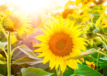 Flowering sunflowers in the fieldの写真素材