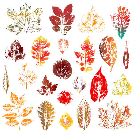 Colorful autumn leaves imprints set isolated on white background. Vector illustrationのイラスト素材