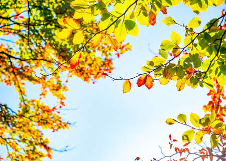 Autumn yellow leaves on blue sky background
