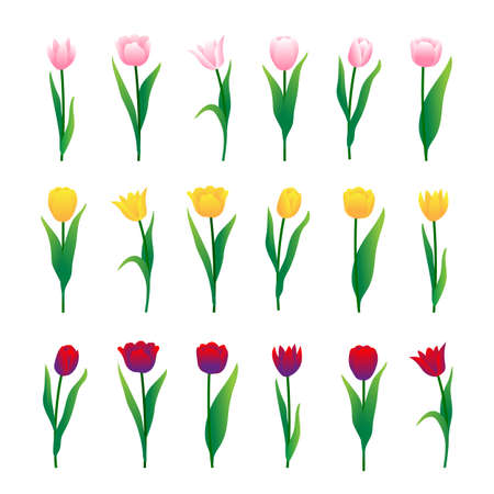 Colorful tulips set isolated on white background. Vector illustrationのイラスト素材