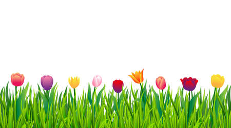 Colorful tulips with green grass isolated on white background. Vector illustrationのイラスト素材