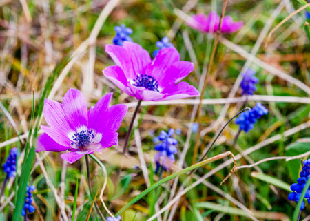 Sring nature background with wild flowersの写真素材