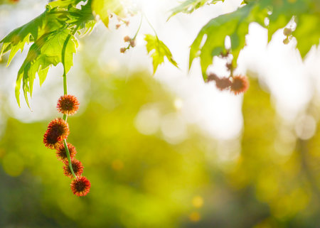 Leaves and fruits of Platanus occidentalis (American sycamore) on blurred nature background