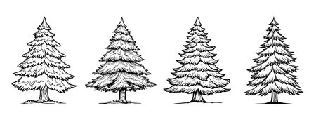Pine trees outline set isolated on white backgroundのイラスト素材