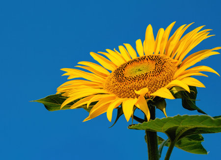 Vibrant yellow sunflower against a clear blue skyの写真素材