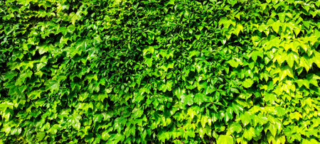 Dense green ivy leaves forming natural backgroundの写真素材