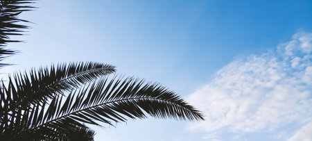 Palm leaves in silhouette with blue skyの写真素材