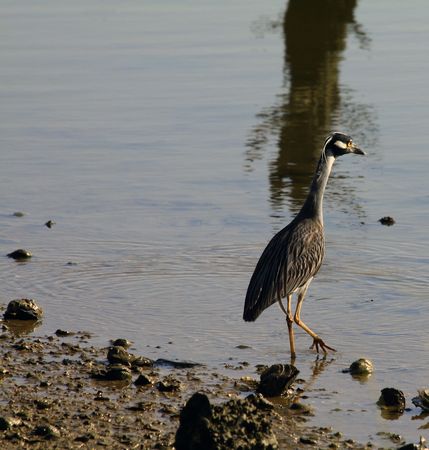 Yellow Crowned Night Heronの写真素材